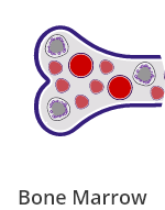 Icon: Immature red blood cells piling up in bone marrow and unable to enter the bloodstream to do their job