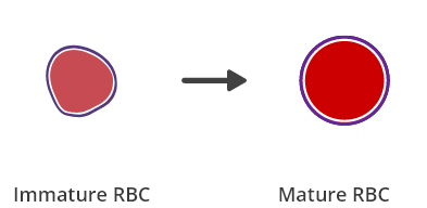 Infographic: Immature red blood cell developing into a mature red blood cell
