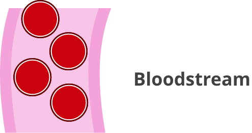 Bloodstream