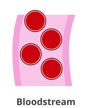 Bloodstream