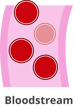 Bloodstream
