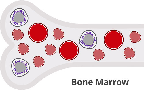 Bone marrow